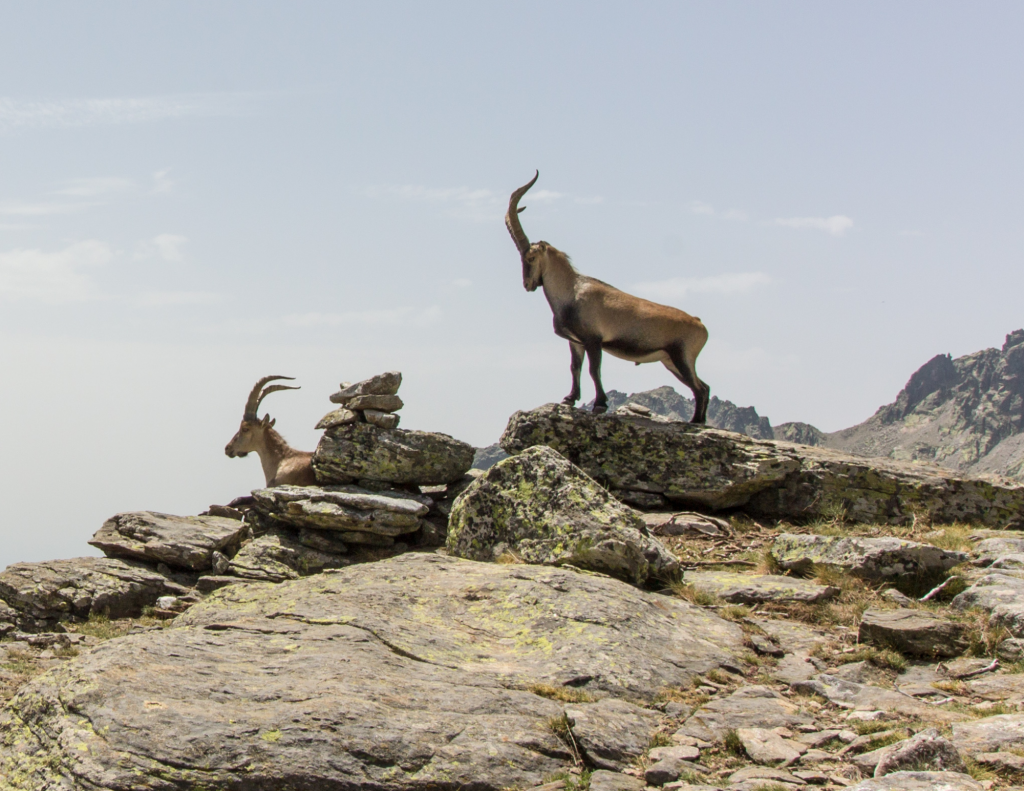 safari animales para el puente de diciembre